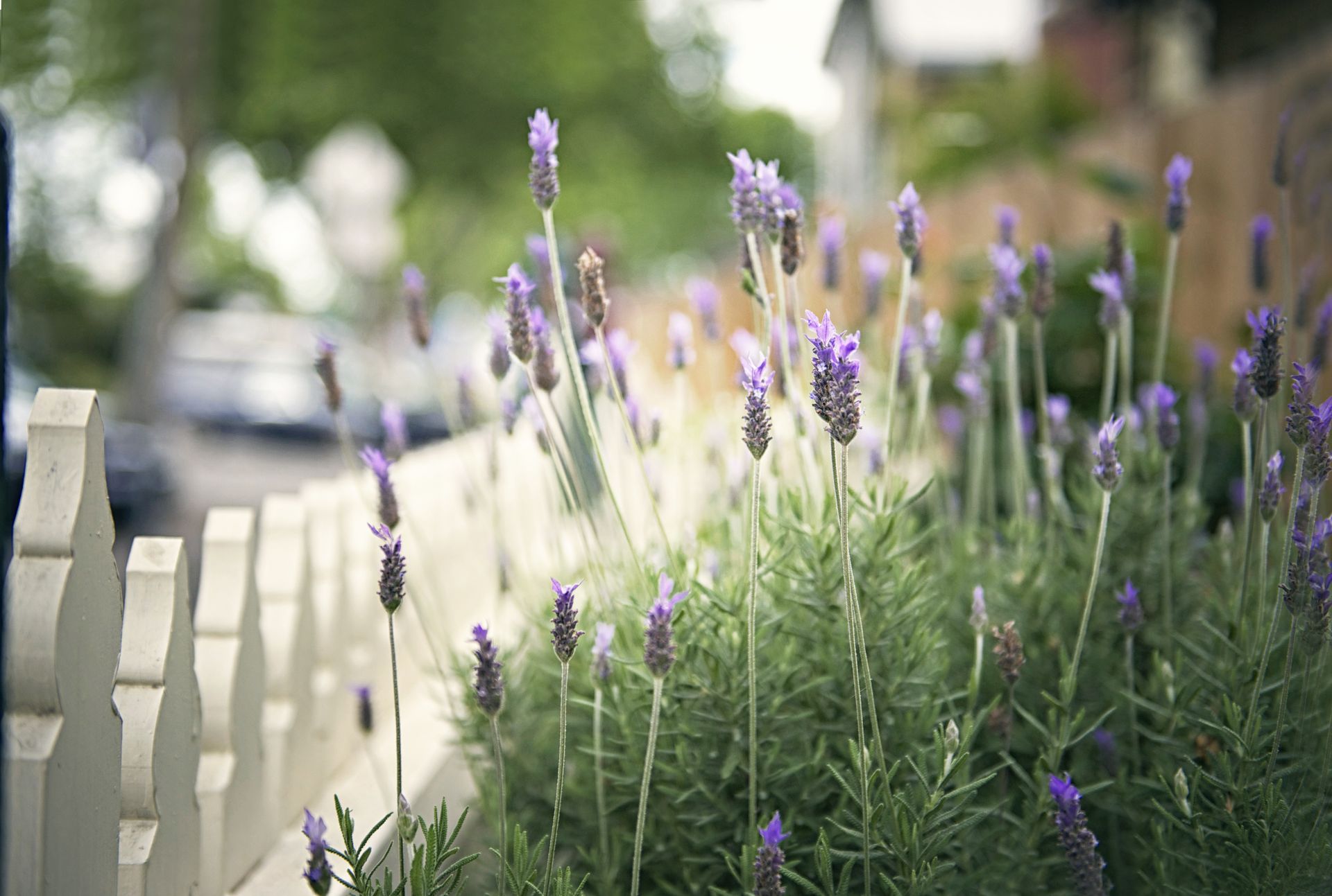 How to Revive Lavender — 4 Tricks to Make Sure Your Plants Come Back Looking Beautiful This Year