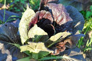 Giant red mustard salad