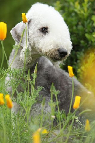 Bedlington Terrier Portrait