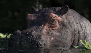 3D art: Hippopotamus