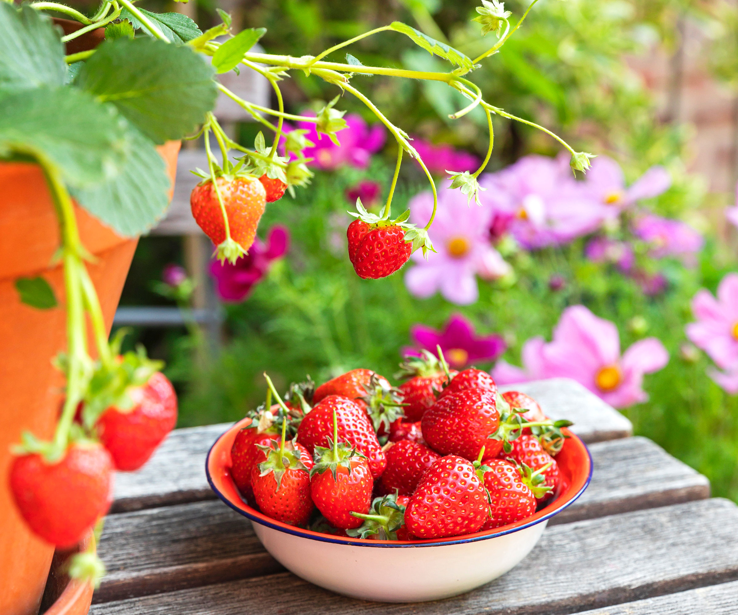 strawberry plant with fruit in dish on table in front of pink cosmos flowers in garden