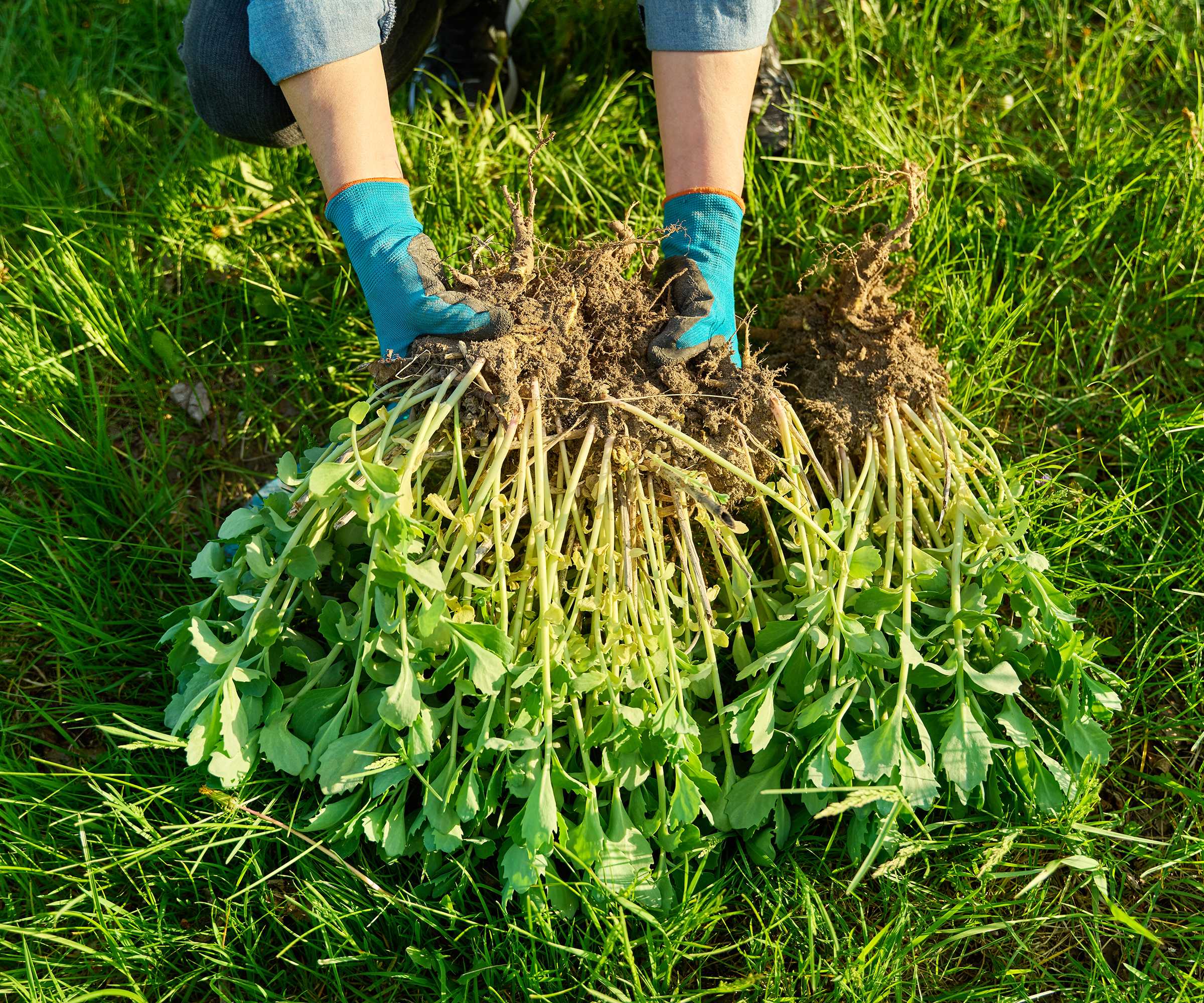 Close-up of hands in gardening gloves dividing Sedum spectabile stonecrop bush, view from above