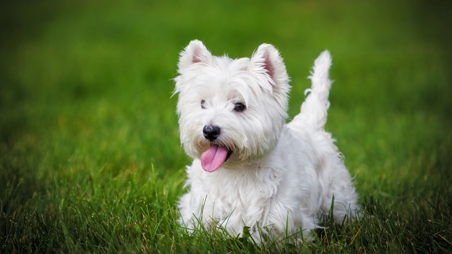 West Highland Terrier