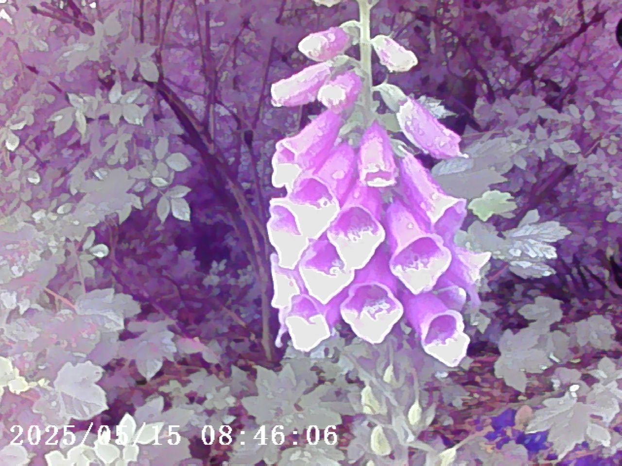 Photo Creator Mini Digital Camera series 3 sample gallery: a foxglove in front of a tree
