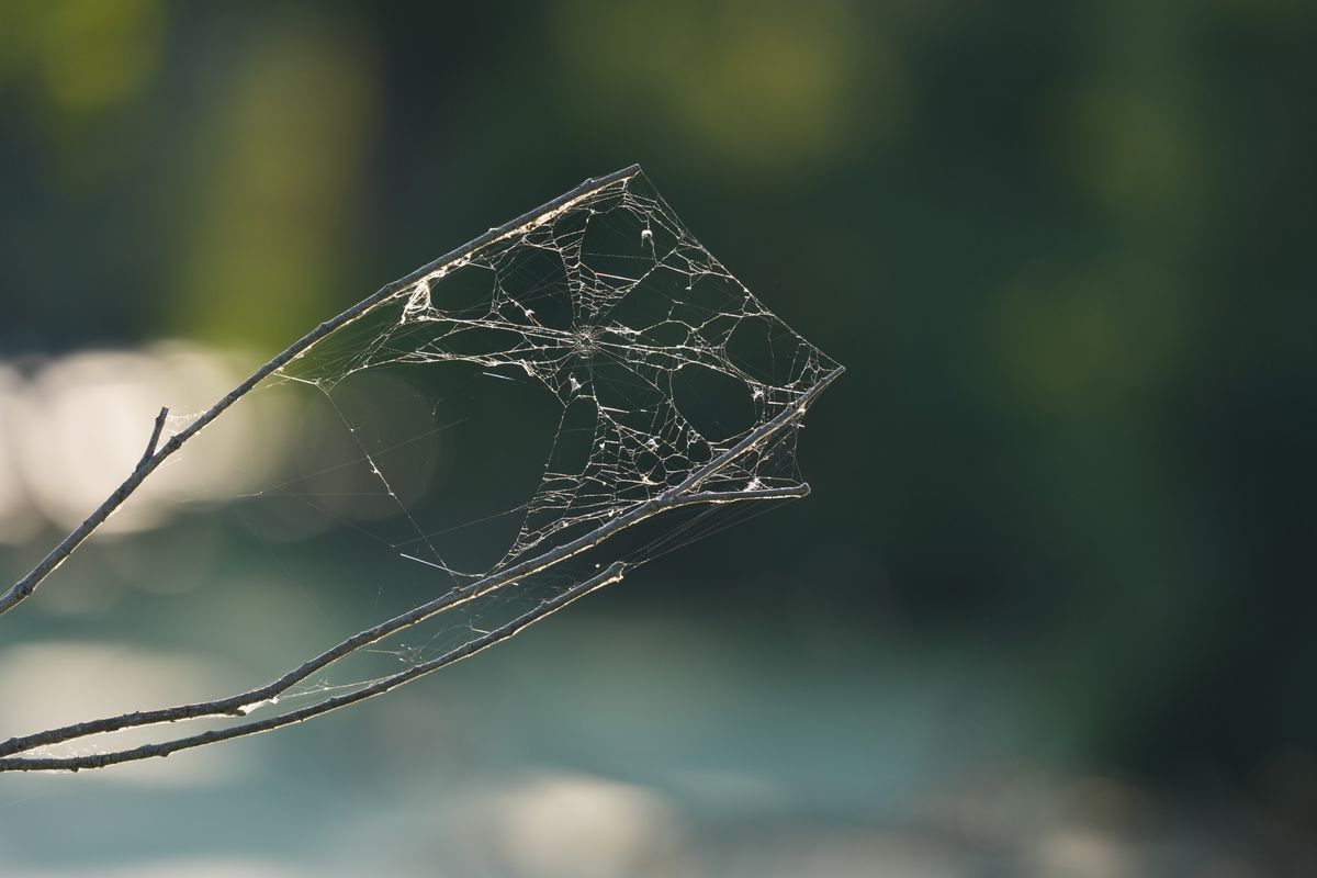 Image sample from the Sony FE 600mm f/6.3 GM OSS