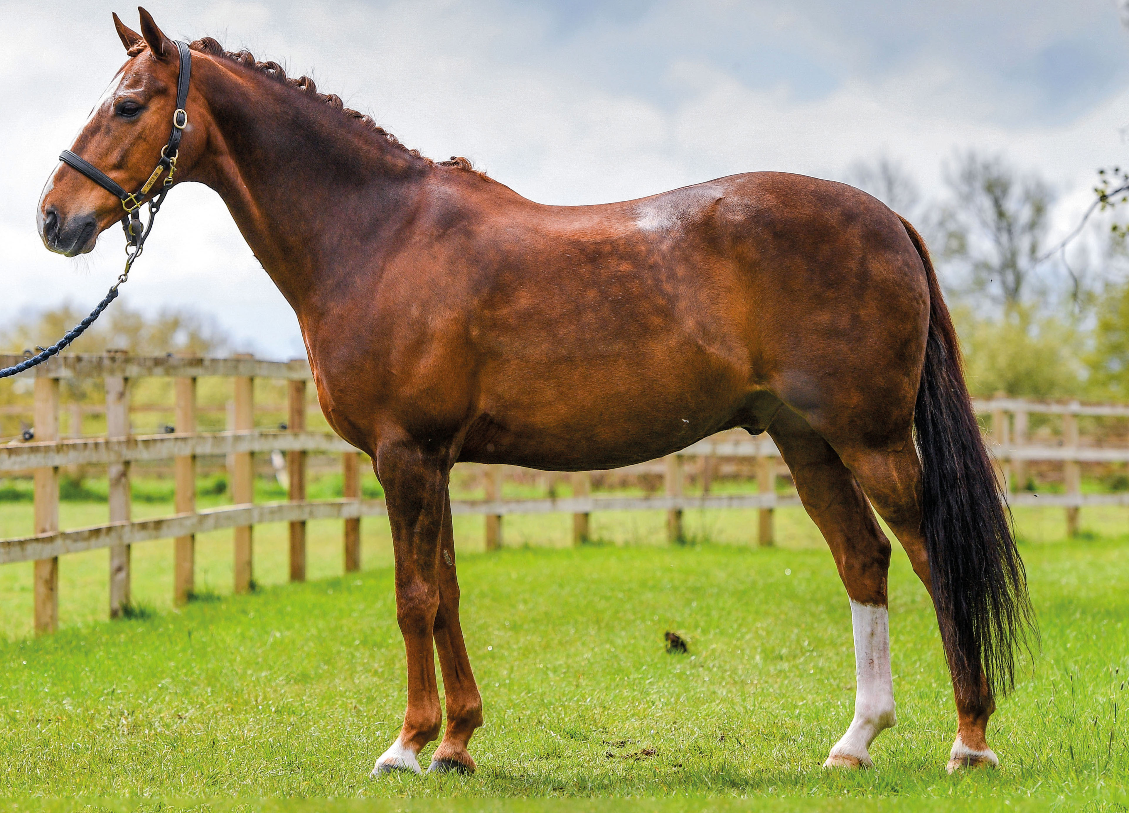 HAH308.ft_horsehero.image_horse_hero_cruz_peter_nixon_assignment.jpg