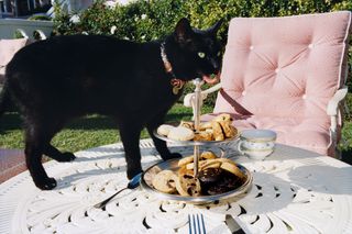 Cat on afternoon tea table