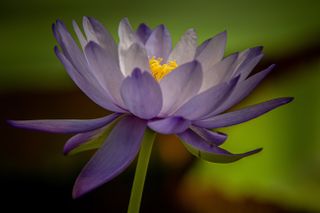 GuruShots - Fragrant Flowers