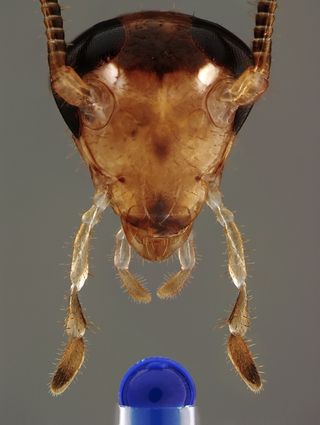 German cockroach head