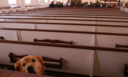 In the event the Rapture leaves Christians' pets untended, entrepreneurial atheists are ready to assist with post-apocalypse pet care.