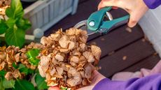 Hands pruning a dead hydrangea head from a shrub with pruning shears
