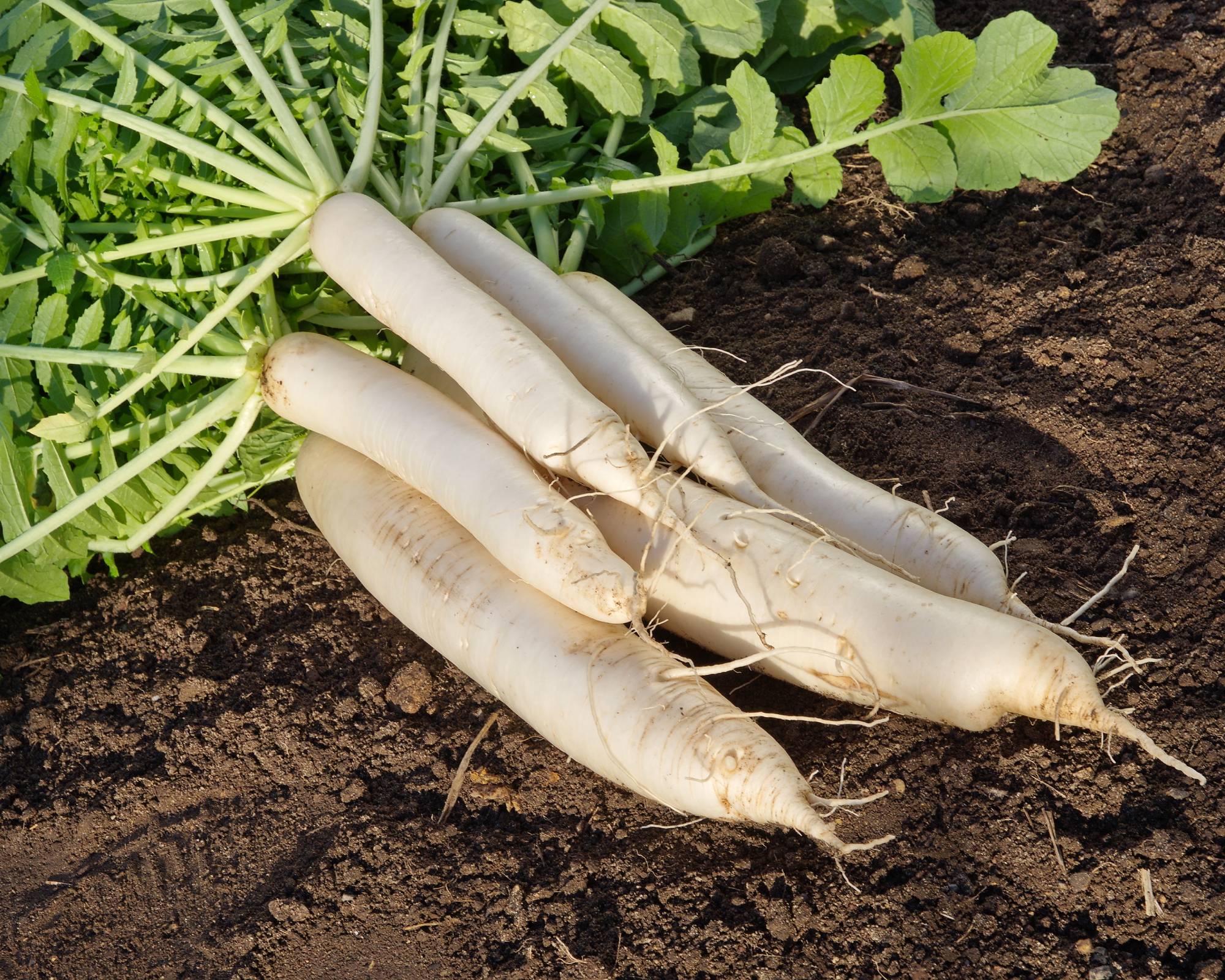 Harvested daikon radishes