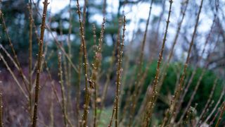 picture of Forsythia during winter