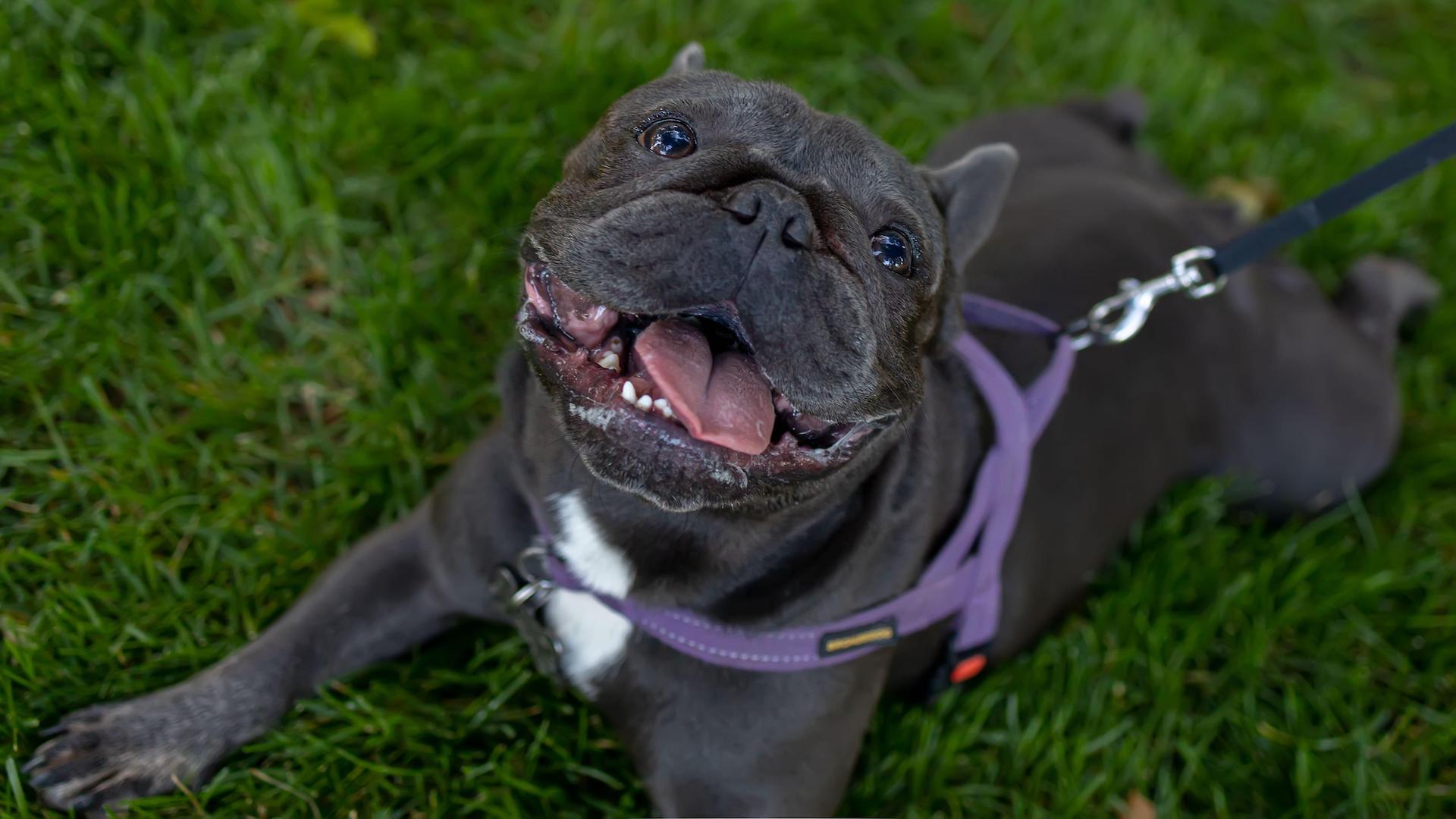 French bulldog panting