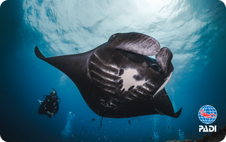 PADI certification card featuring a photograph of a manta Bula Blue, taken by Jay Clue