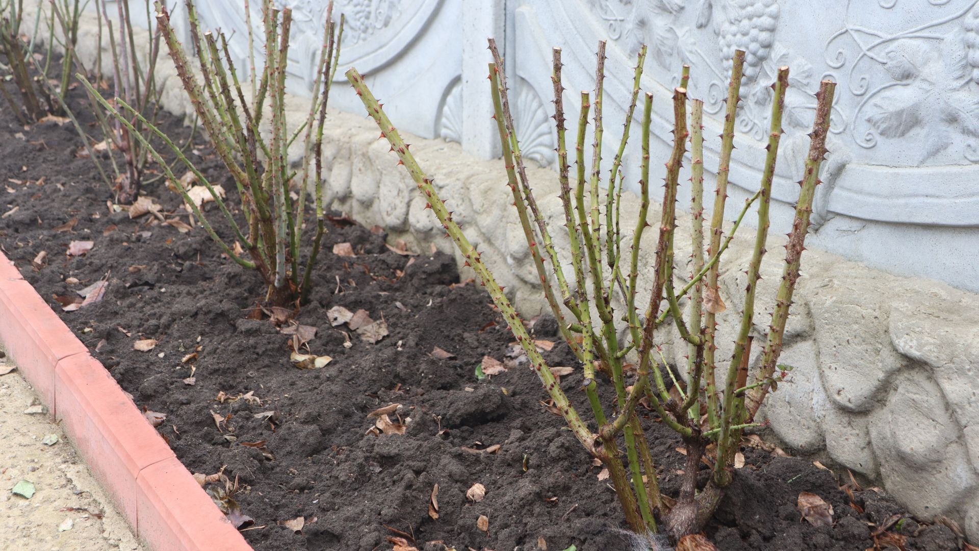 picture of pruned rose bushes ready for the winter season
