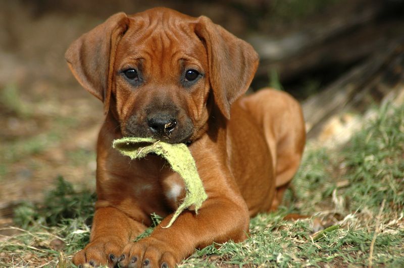 Puppy chewing