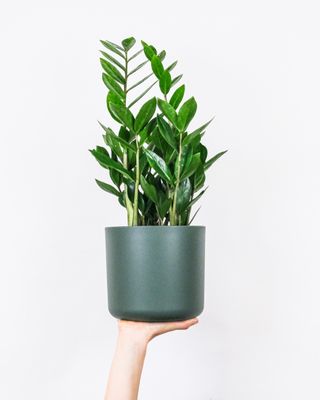 A woman's hand holding a Zamioculcas zamiifolia