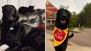 blaze the blind dog and satin the cat