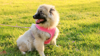 Pink harness on a puppy sitting in a field