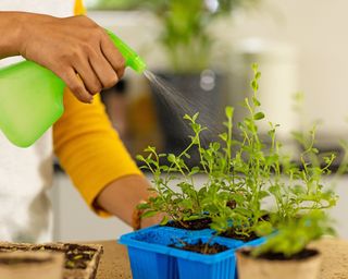 Gardener mists seedlings with water in kitchen