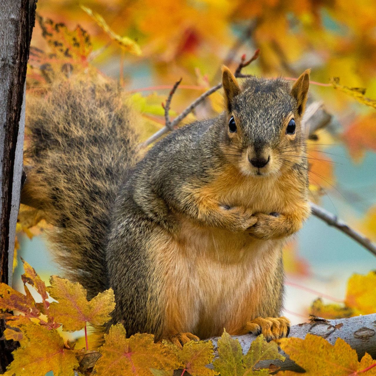 Squirrel in tree during autumn