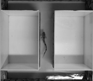The researchers put small-spotted catsharks into tanks of water, either filled with normal-pH water or more acidified water. Then they tested the sharks in behavioral tasks in a watery arena.