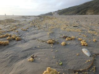 Sea Waste