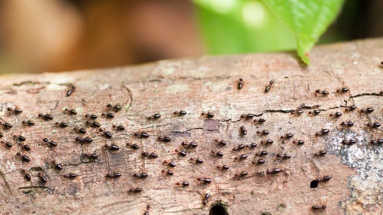 how to get rid of termites on log