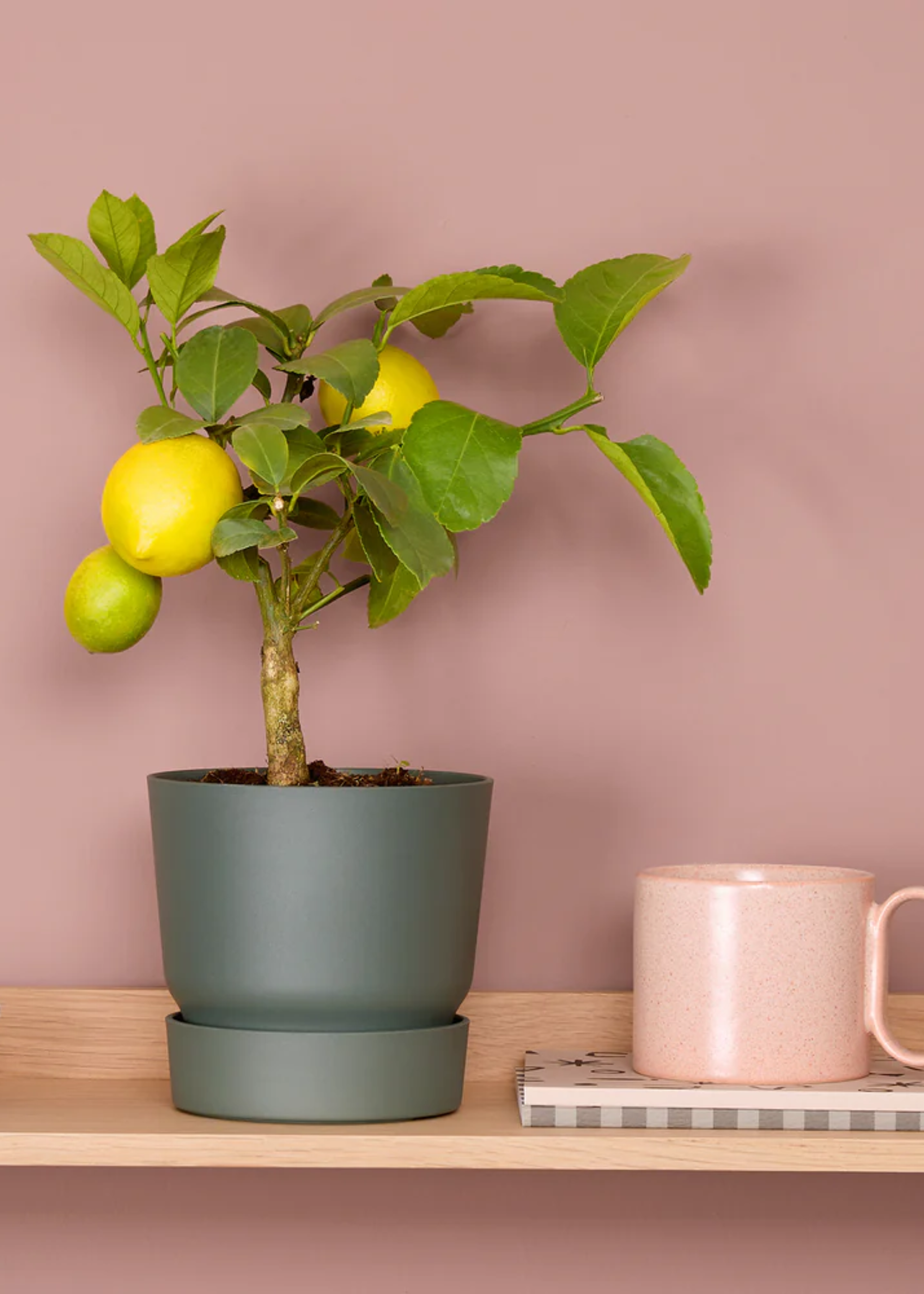 A potted lemon tree in a dark green planter by a pink ceramic mug on a wood shelf in a dusty pink room