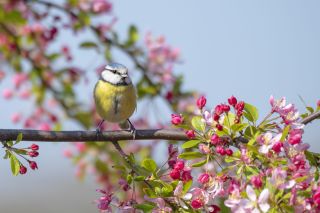 Bird-watching - Six ways to learn and have fun while social distancing