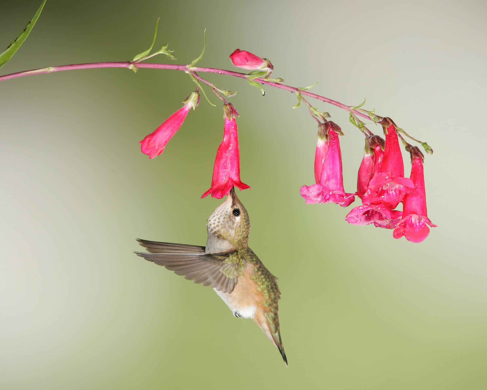 Hummingbird drinking from penstemon
