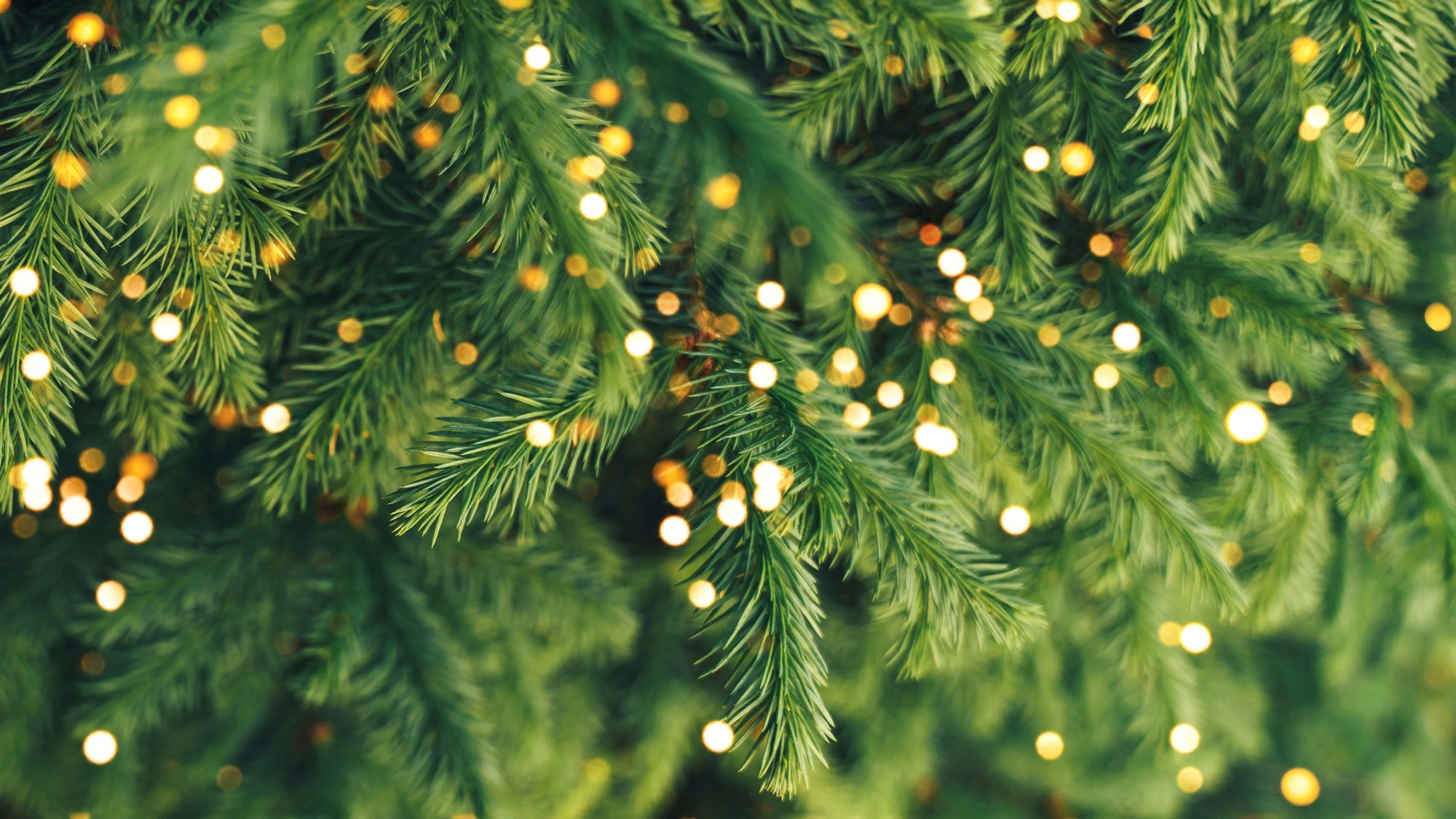 Christmas tree looking fluffy with lights and sparkles