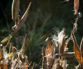 Milkweed, Asclepias tuberosa, seed heads in the fall months