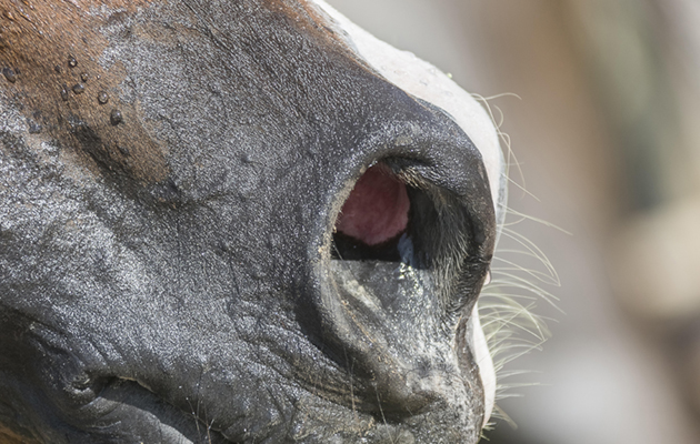 Breathing-alamy-2_226127452_345730681.jpg