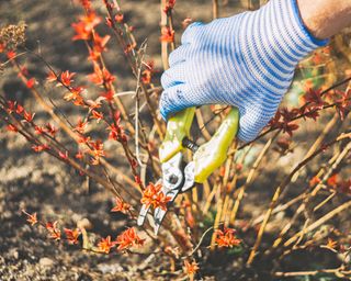 Gardener prunes spirea japonica in winter