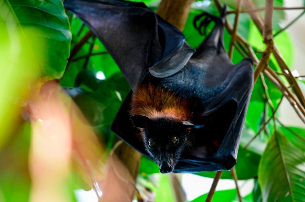 Bat hanging from tree