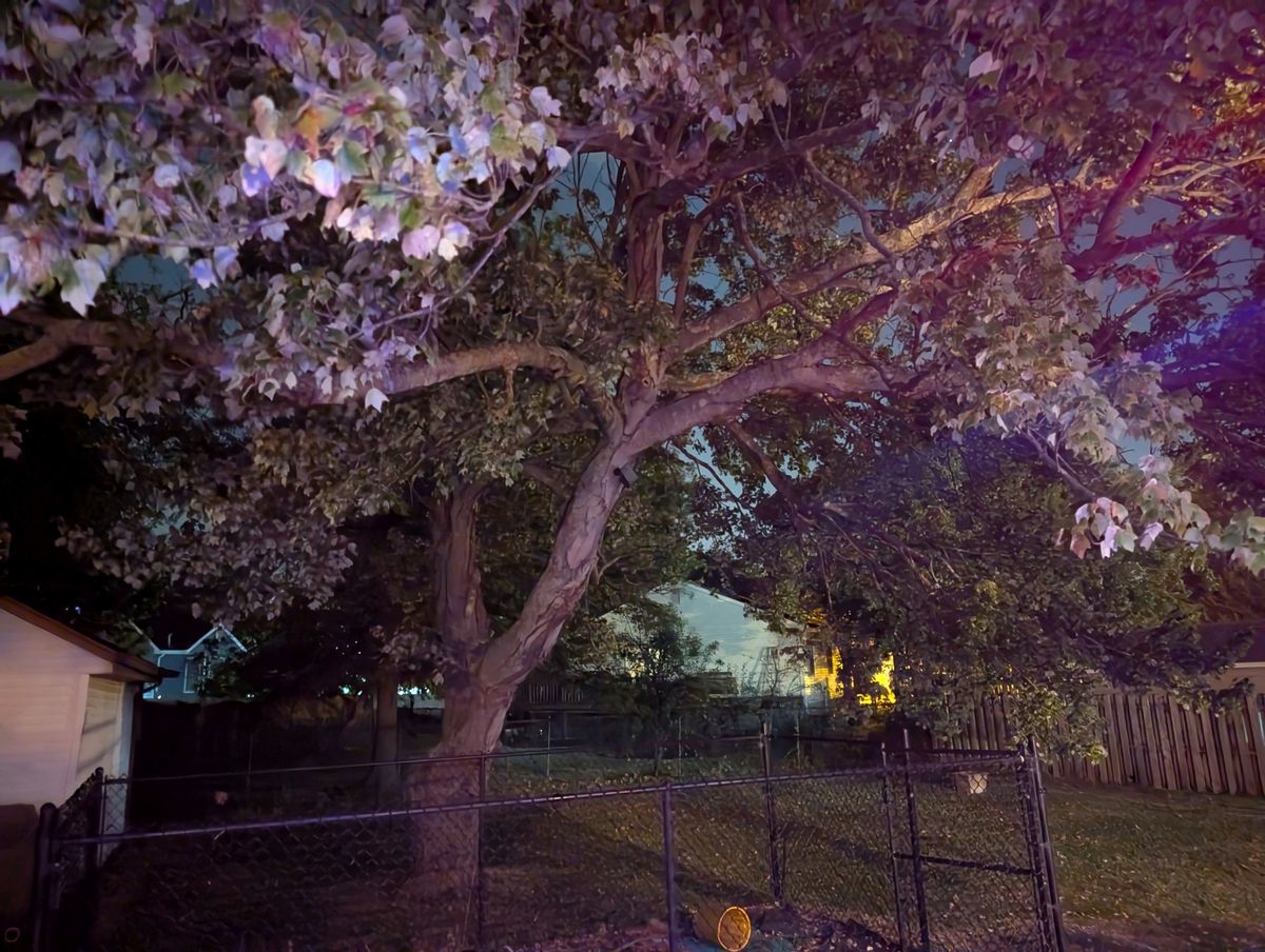 Google Pixel 9 Pro XL low light sample.