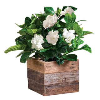 A live gardenia plant in a reclaimed wood planter from Jackson & Perkins