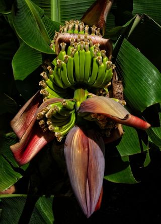 Sri Lanka and India for stunningly beautiful ash plantain trees