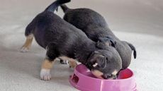 Chihuahua puppies eating small breed puppy food