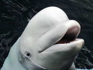 cute-sea-creatures-album-beluga-101011