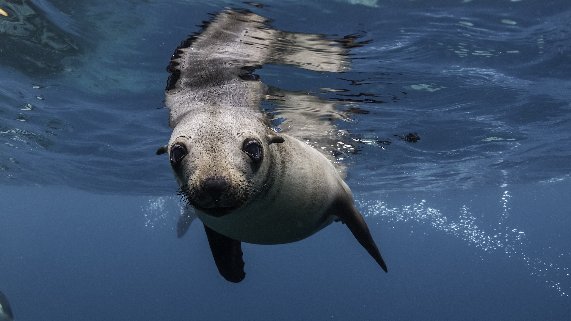 a seal swims underwater