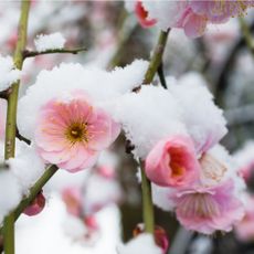 Pink Japanese plum flowers in snow