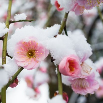 Pink Japanese plum flowers in snow