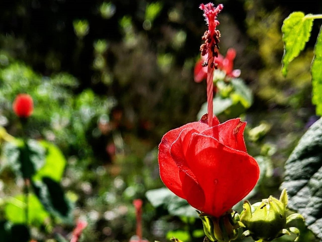 Red Tropical Flowers