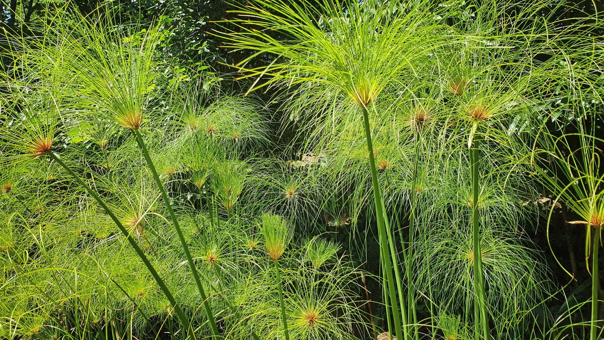 How to grow papyrus outdoors – and enjoy a firework-like display of foliage from these easy-to-grow, moisture-loving plants