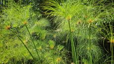 The bright green display of lots of papyrus plants