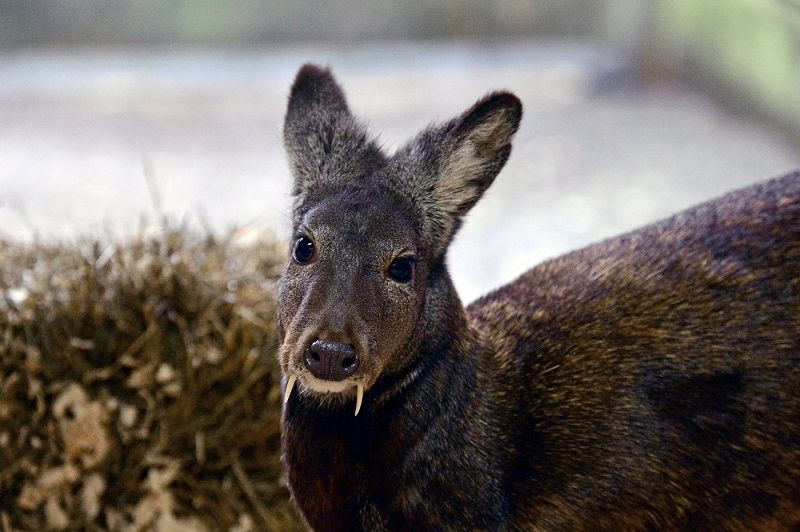 A recent study found a small group of fanged Kashmir musk deer in Afghanistan. The photo shows a Siberian musk deer - a related species also found in Asia. 