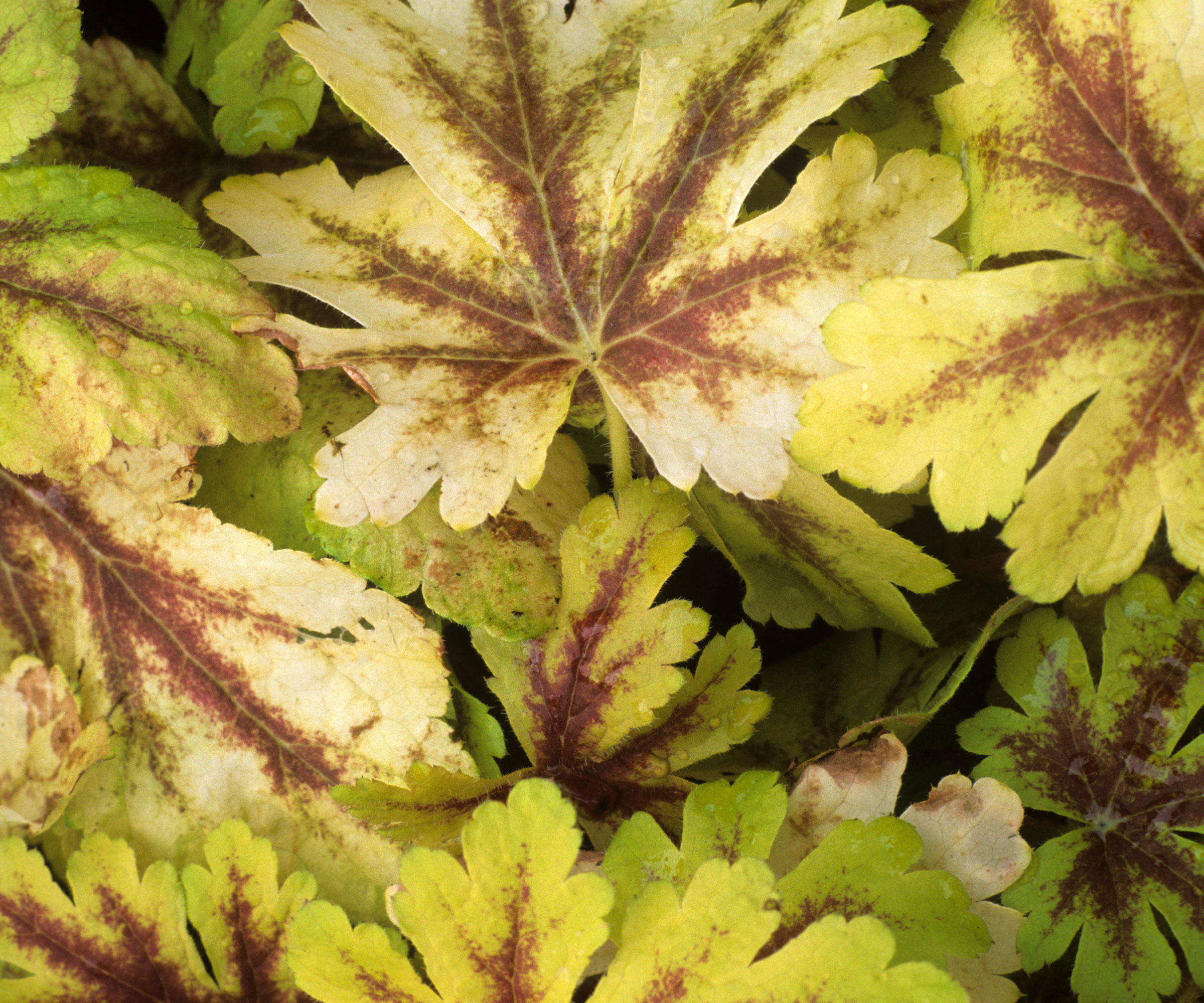 yellowing leaves on heuchera plant